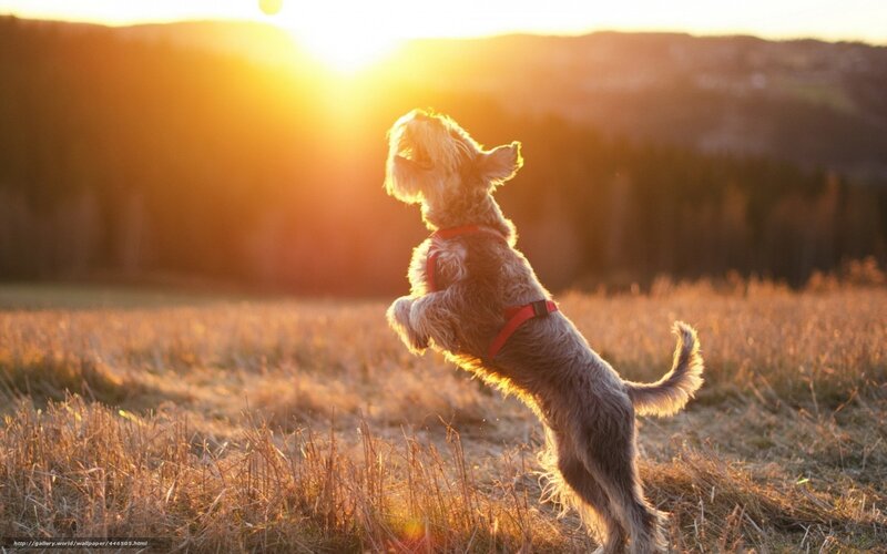 Dog Jumping in Field — Gold