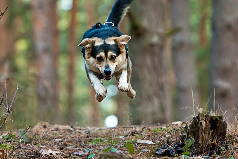Dog Jumping in Forest — Brown