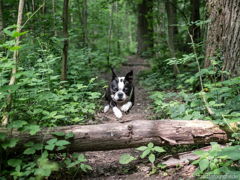 dog jumping in forest