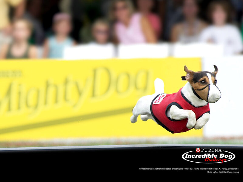 dog jumping in red vest