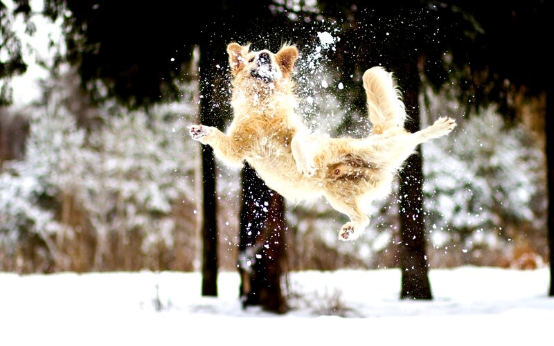 Dog Jumping in Snow