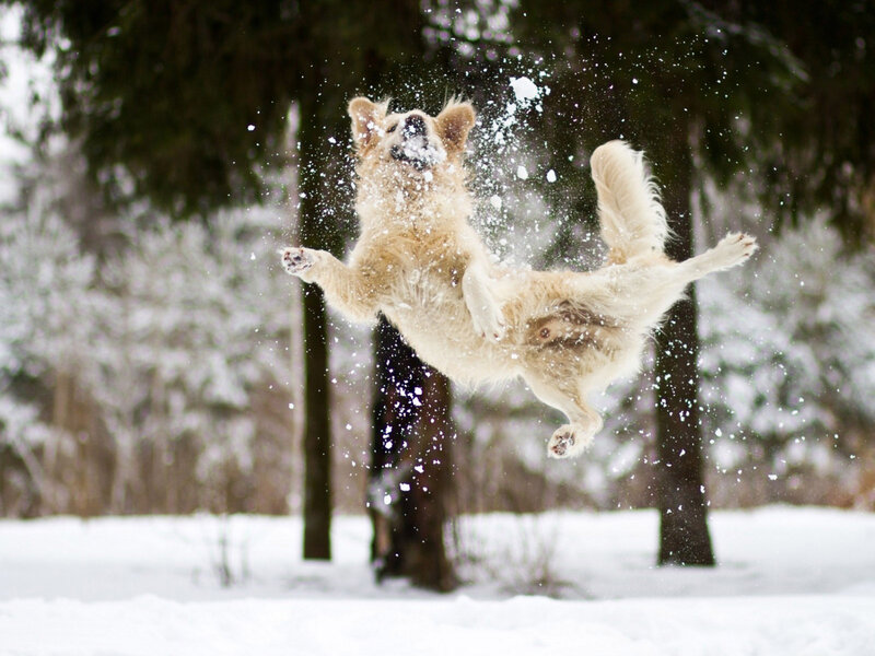 Dog Jumping in Snow — White