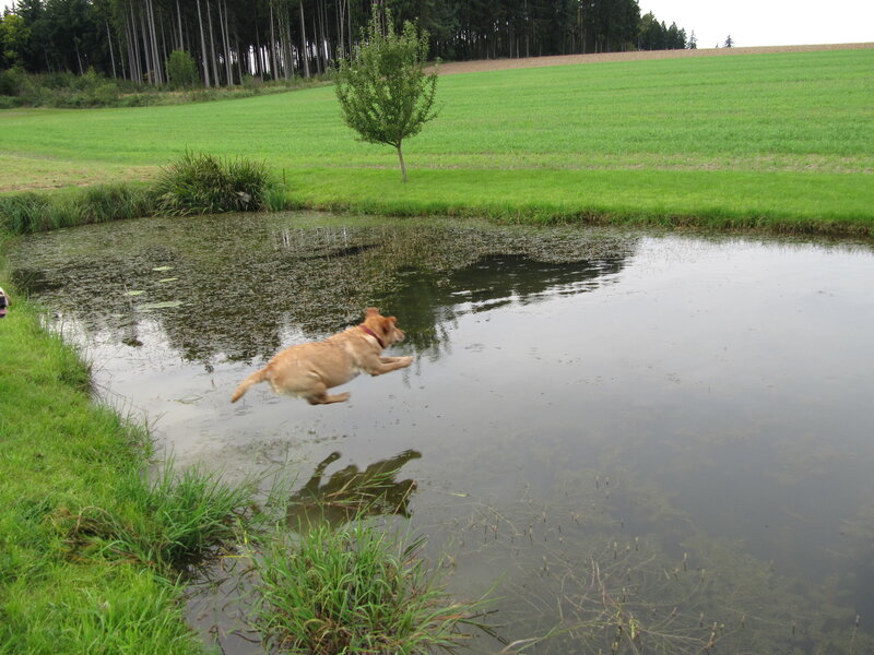 Dog Jumping into Pond