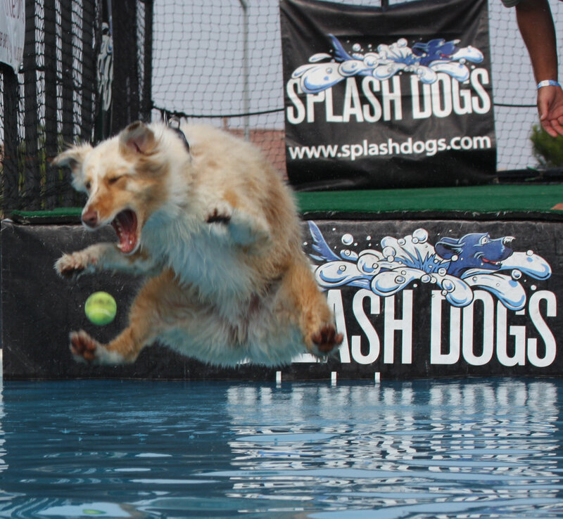 dog jumping into pool