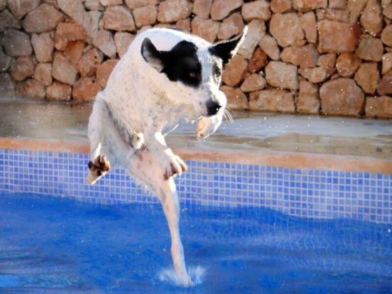 Dog Jumping into Pool — Blue