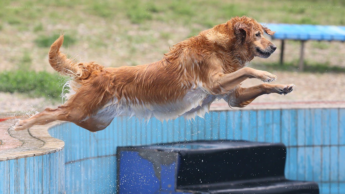 dog jumping into pool