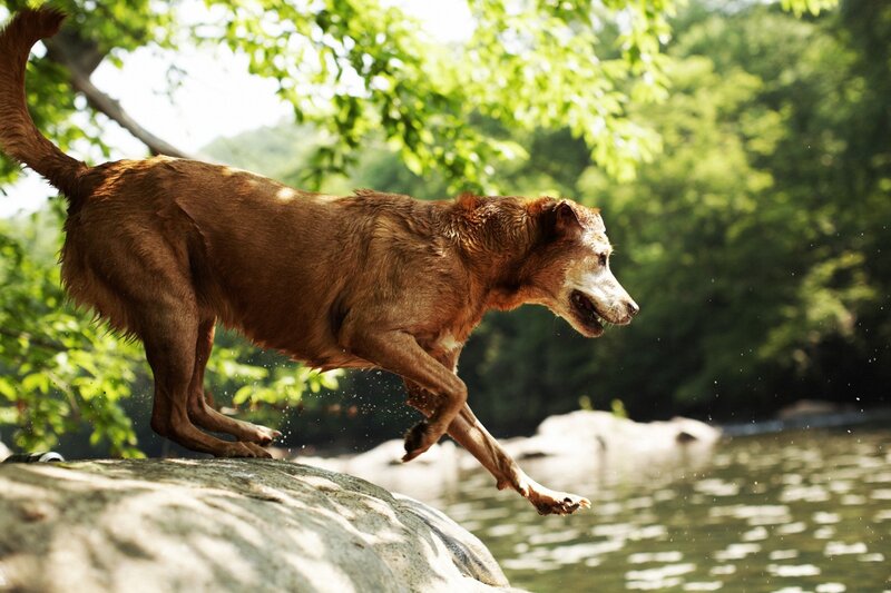 dog jumping into river