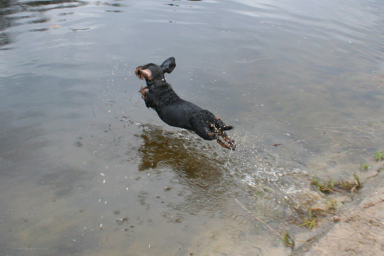 dog jumping into water
