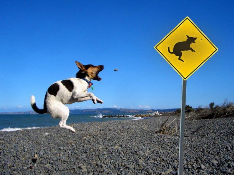 Dog Jumping on Beach