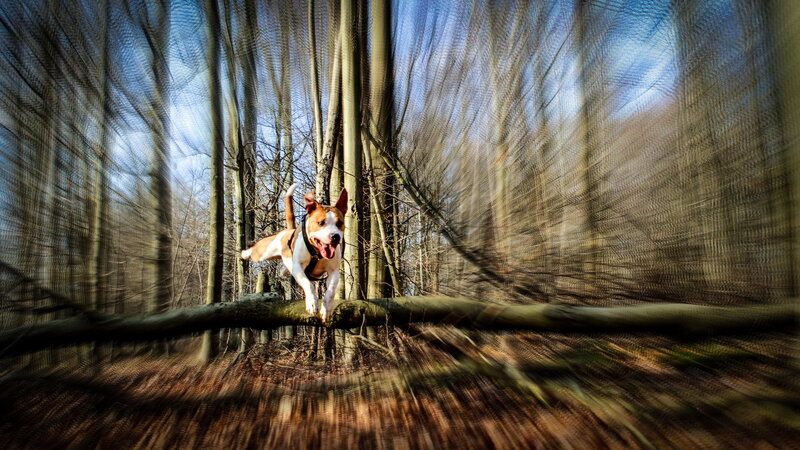 Dog Jumping on Log