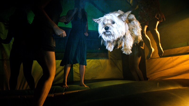 dog jumping on trampoline