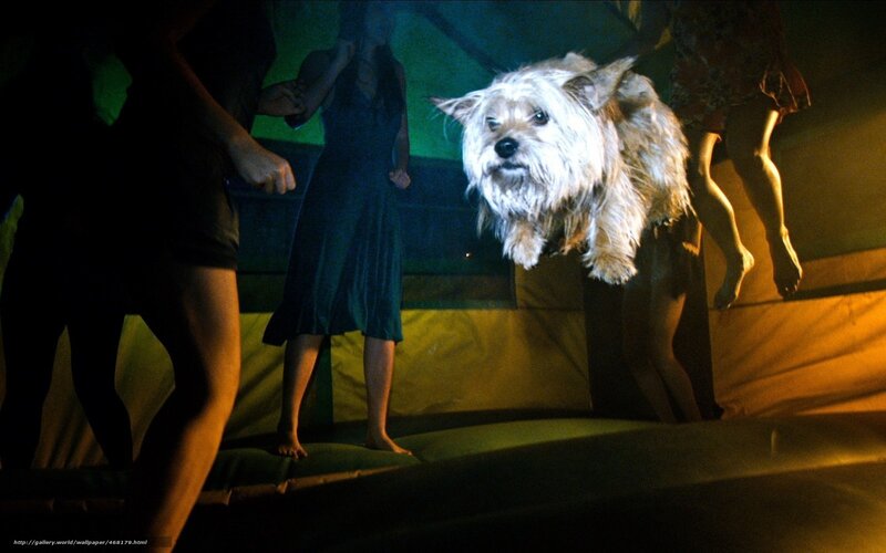 dog jumping on trampoline