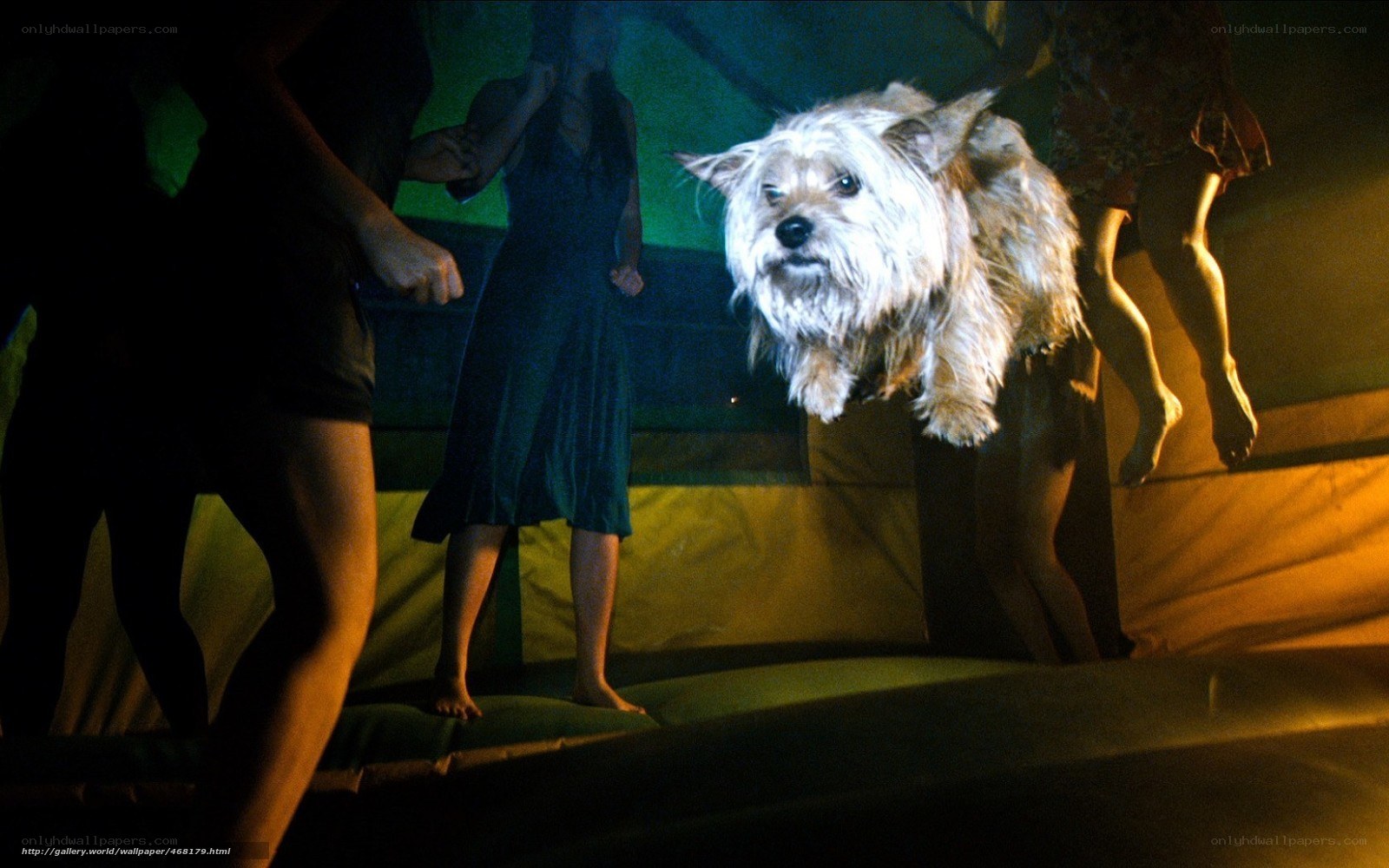 dog jumping on trampoline