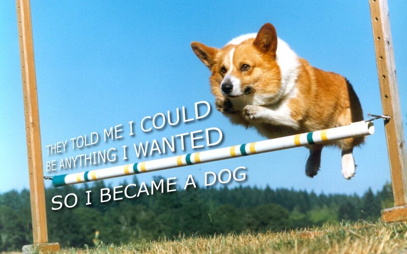 dog jumping over hurdle