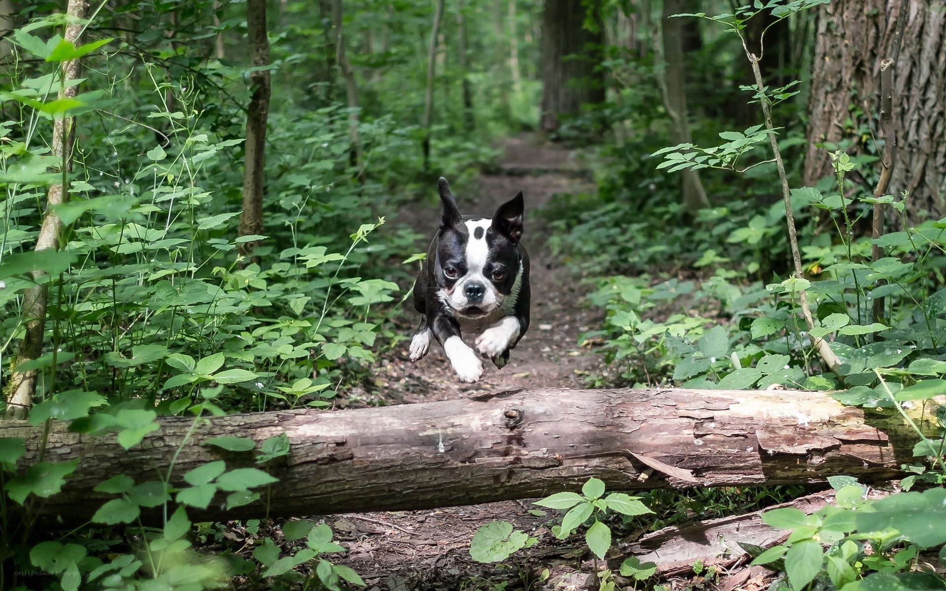 dog jumping over log in forest