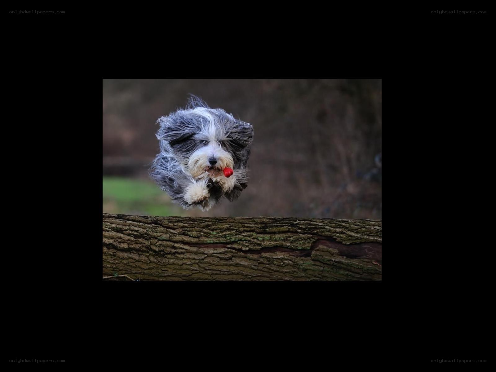 dog jumping over log