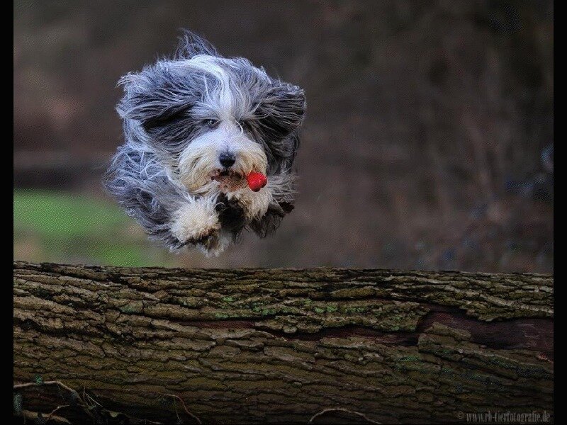 dog jumping with toy