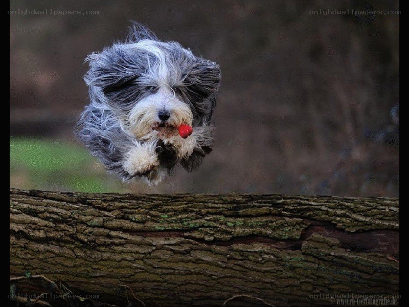 dog jumping with toy