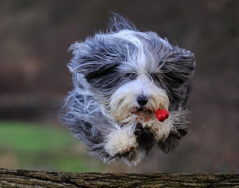dog jumping with toy