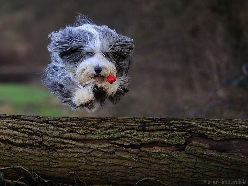 Dog Jumping with Toy — Gray, Active