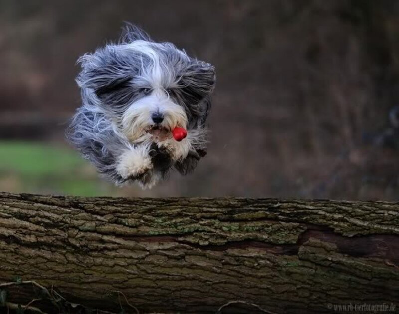 Dog Jumping with Toy — Gray