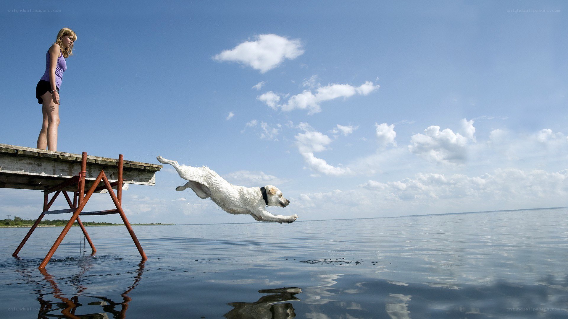Dog jumps into water from dock