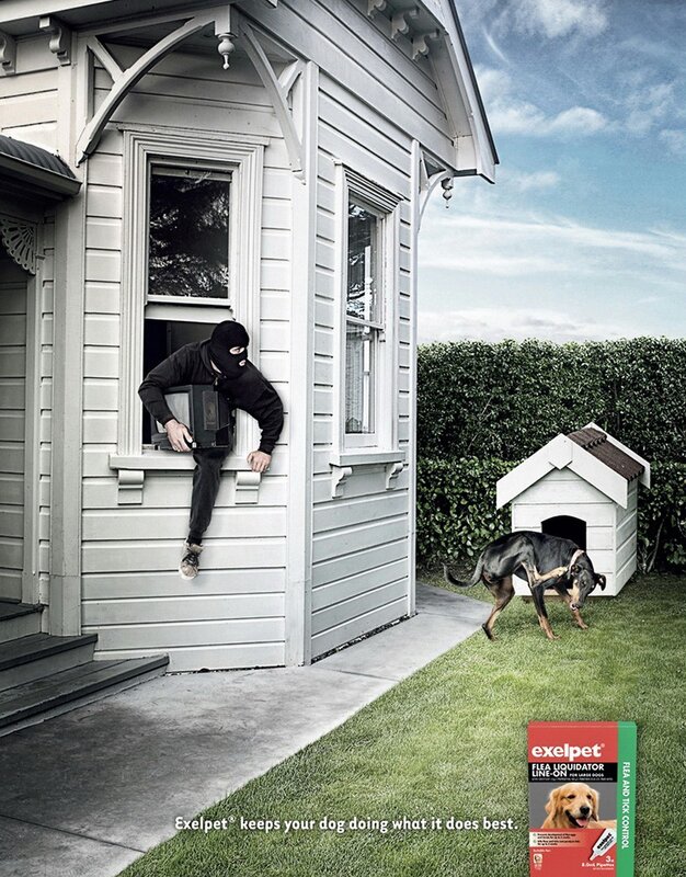 dog keeps thief out of house