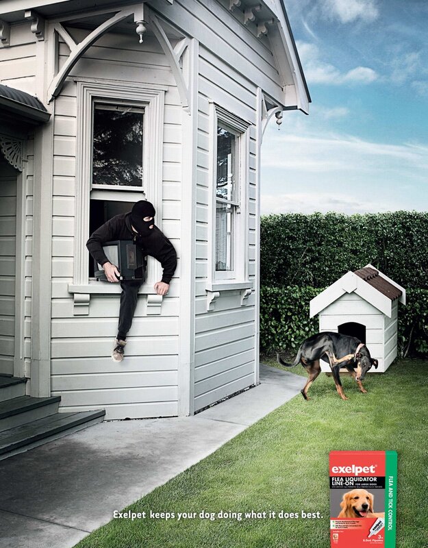 dog keeps thief out of house