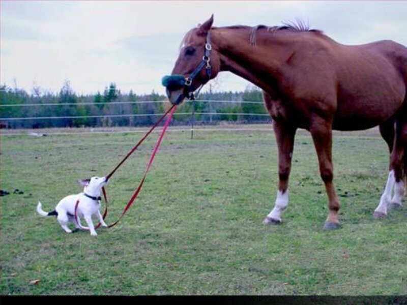 Dog Leading Horse