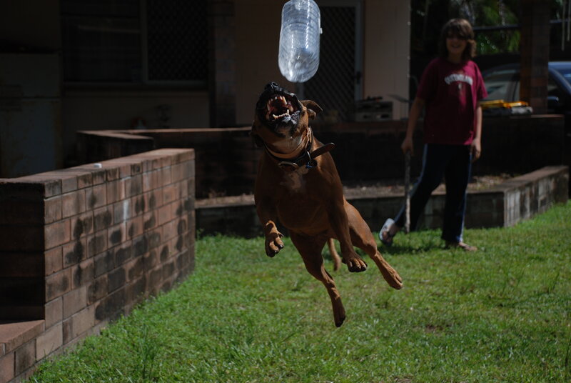 Dog leaping for bottle