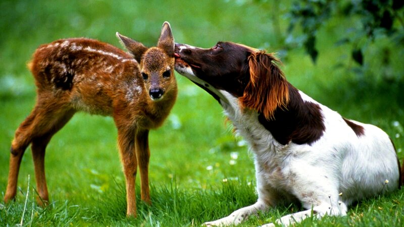 Dog licking a fawn