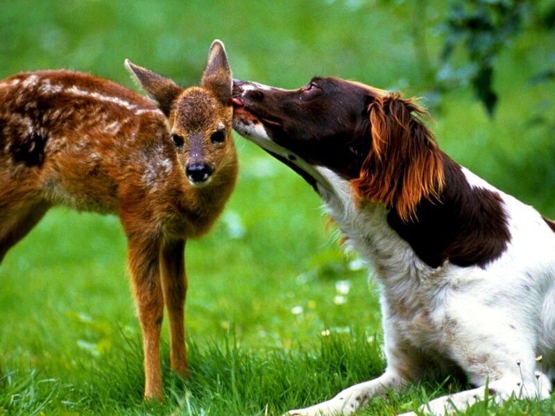 dog licking a fawn