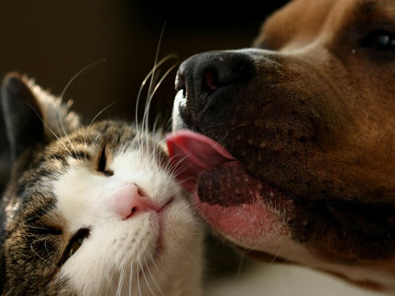 Dog Licking Cat — Brown, Affectionate