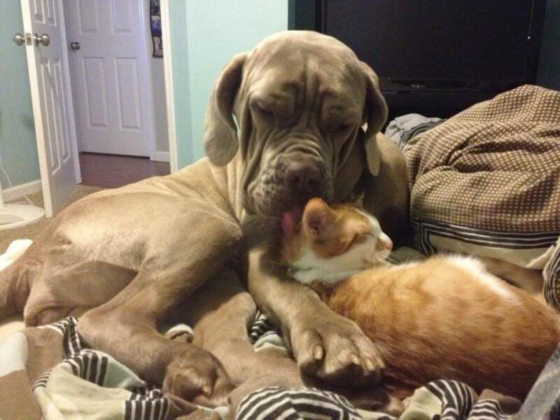 Dog Licking Cat — Brown, Calm