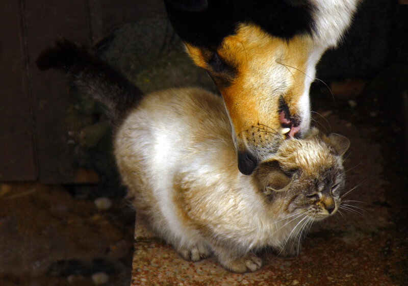Dog Licking Cat — Brown, Intimate