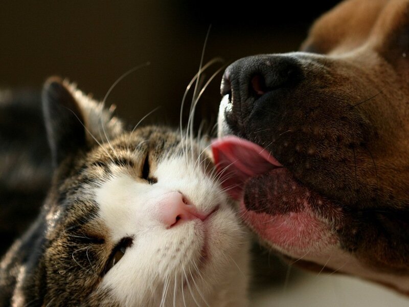 Dog Licking Cat — Brown