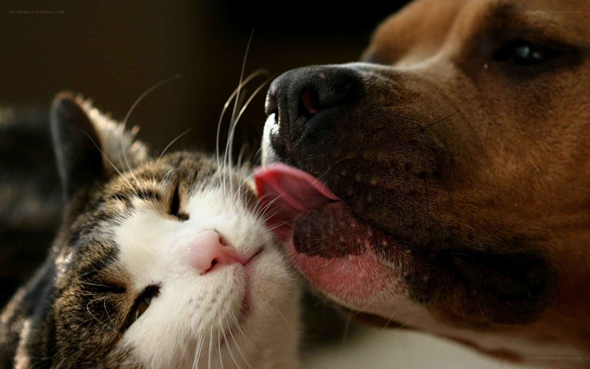 dog licking cat's face