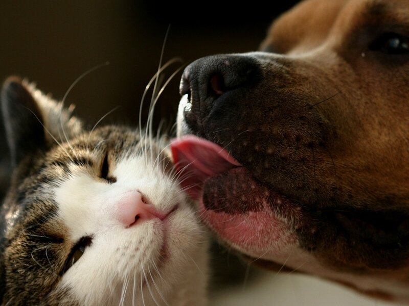 Dog Licking Cat