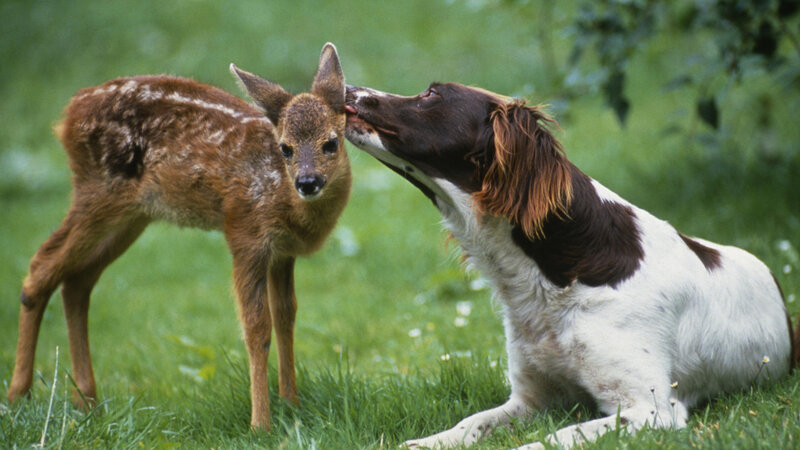 Dog Licking Fawn — Green, Calm