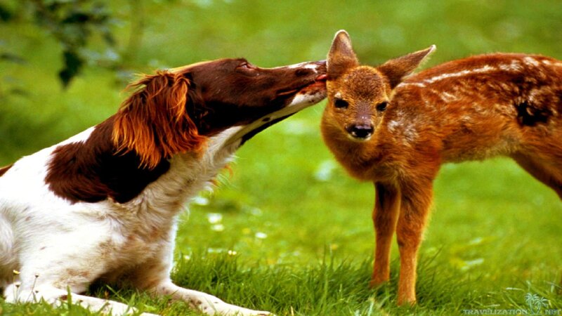 Dog Licking Fawn — Green
