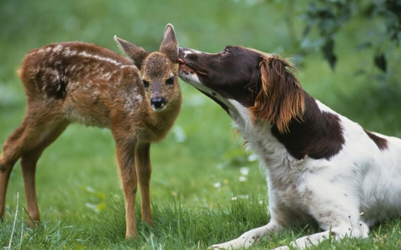 Dog Licking Fawn