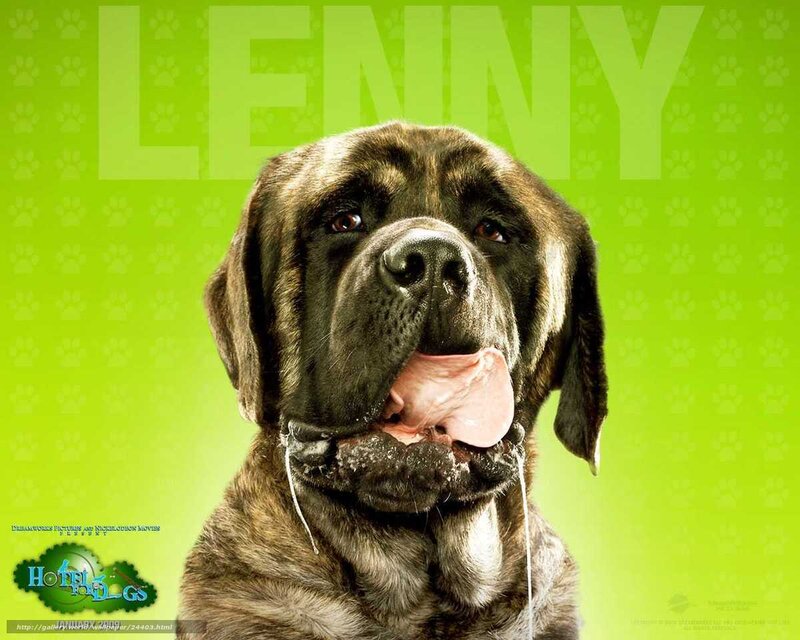 dog licking its lips