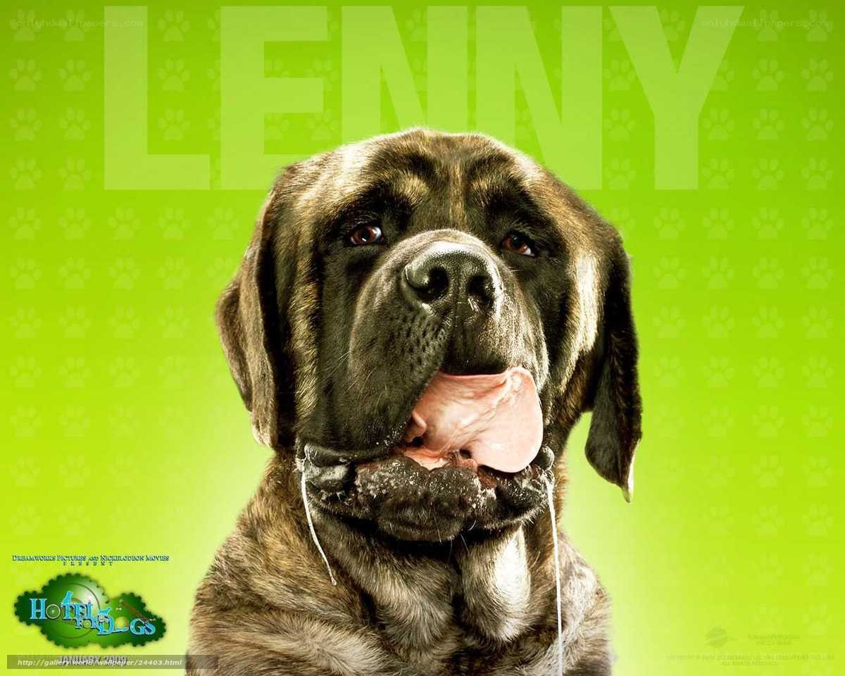 dog licking its lips