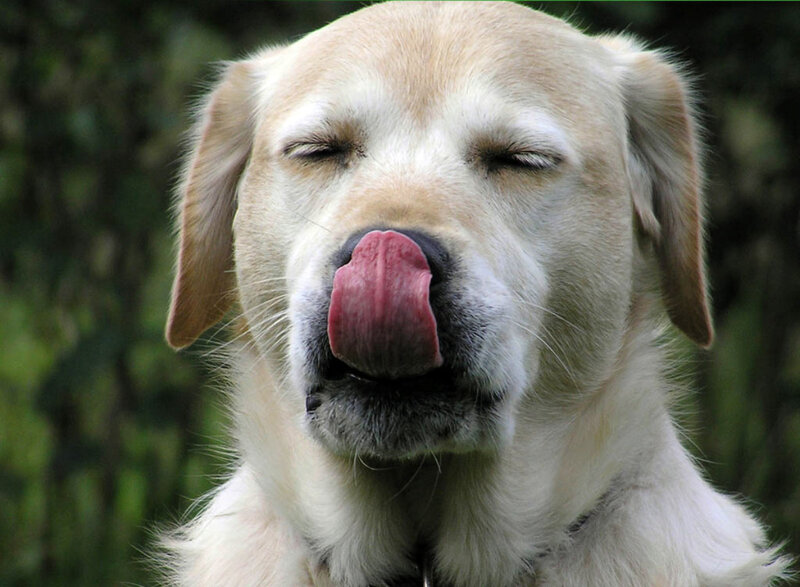 dog licking its nose