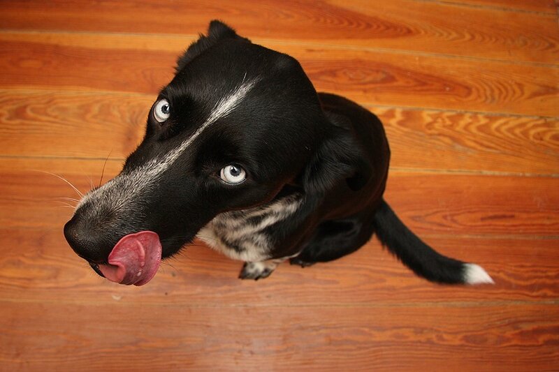 dog licking its nose