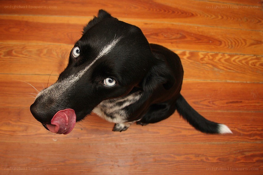 dog licking its nose