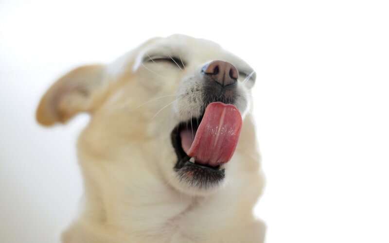 dog licking its nose