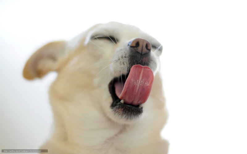 Dog Licking Its Nose — White