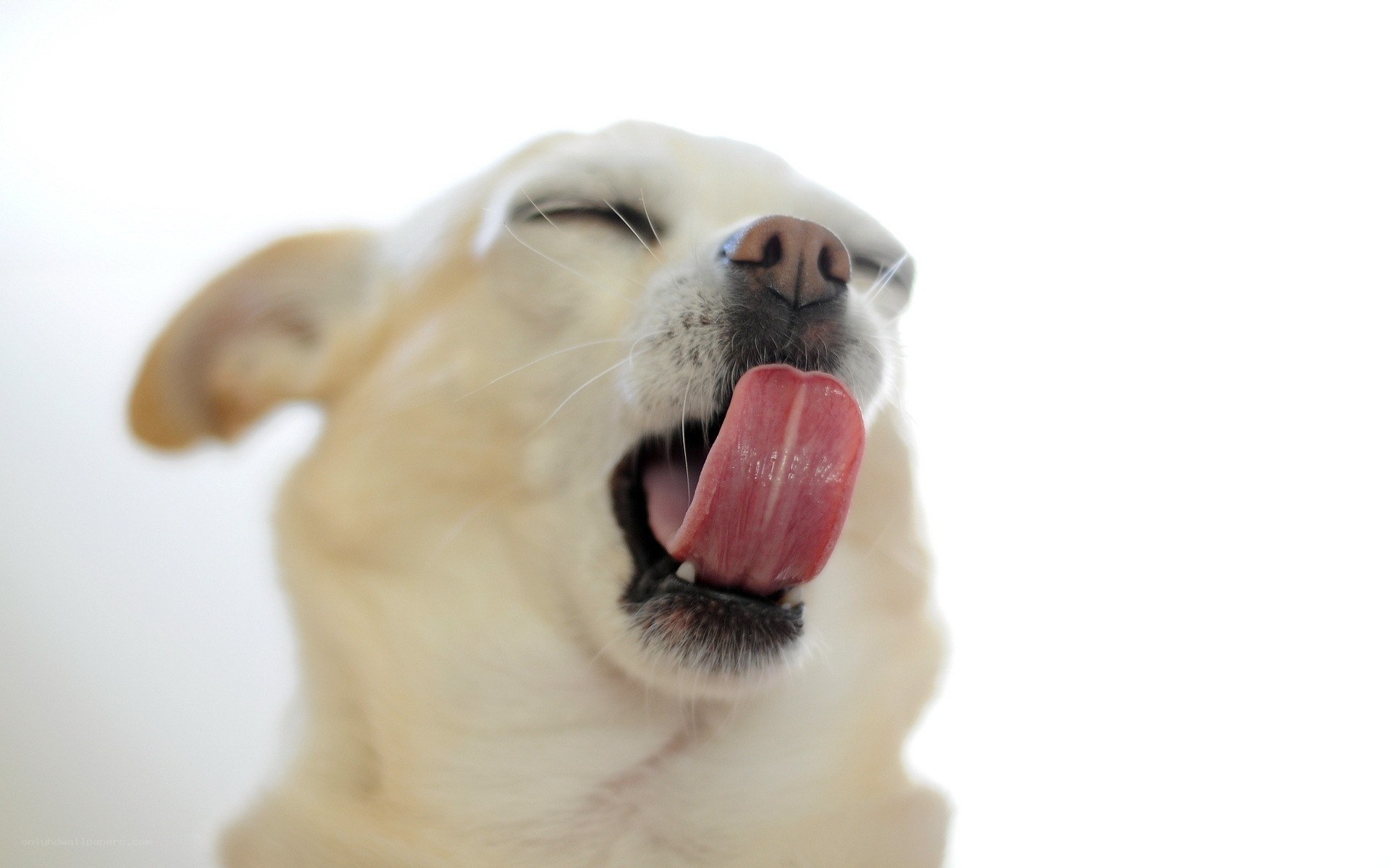dog licking its nose