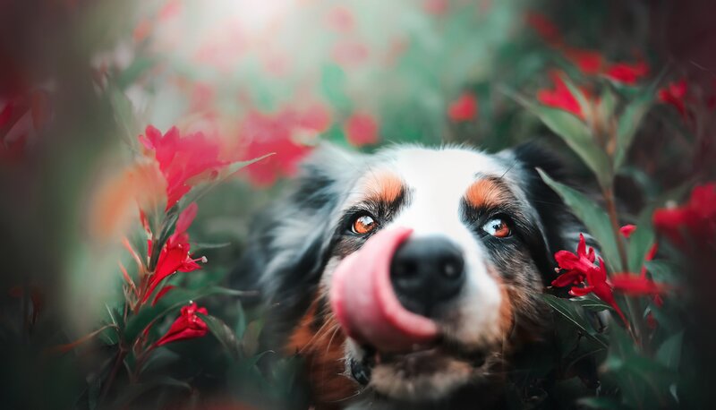 Dog Licking Nose — Red